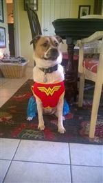 Buttercup the Wonder Dog 